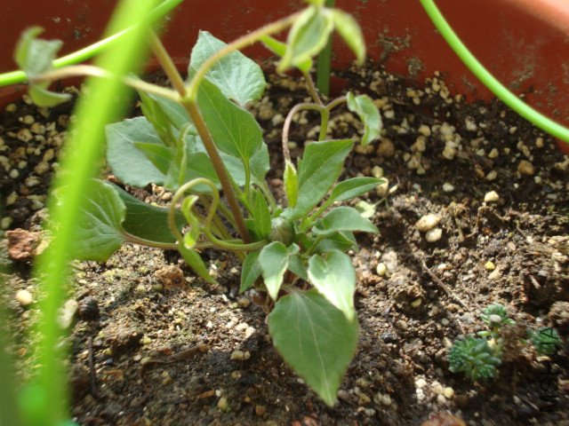 DSC01904.JPG