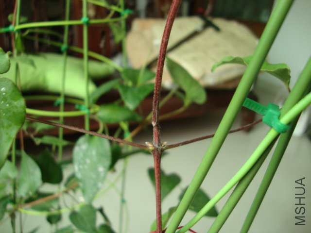 DSC02451.JPG
