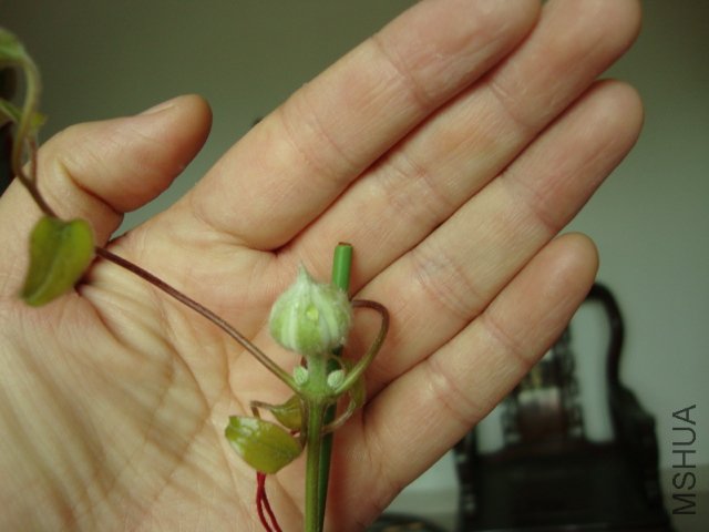 DSC02452.JPG
