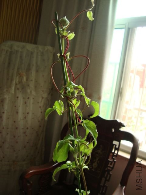 DSC02453.JPG