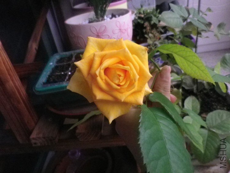 IMGP2213.JPG