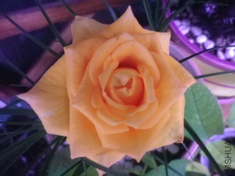 IMGP2214.JPG