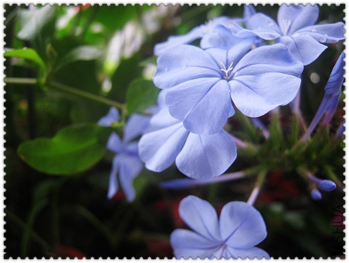 ���꣬��һ����ѩ��