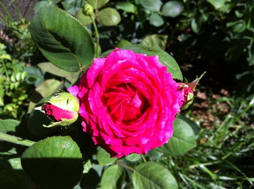 IMG_1000000846.JPG