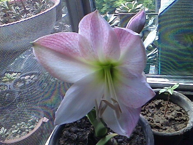 IMG0525135801.jpg