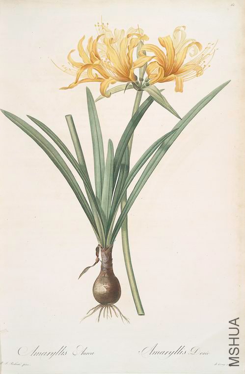 064 Amaryllis aurea.jpg