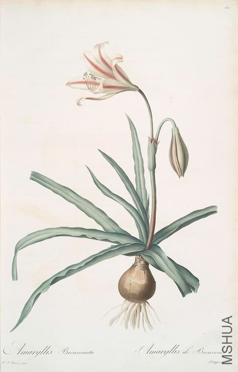 065 Amaryllis Broussonetii.jpg