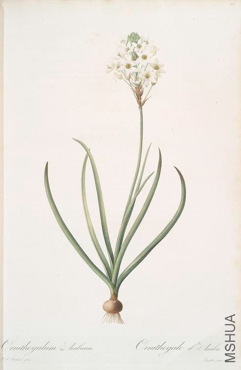 066 Ornithogalum arabicum.jpg