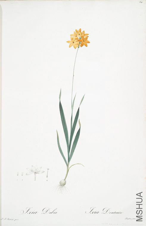 067 Ixia dubia.jpg