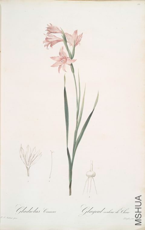 068 Gladiolus carneus.jpg