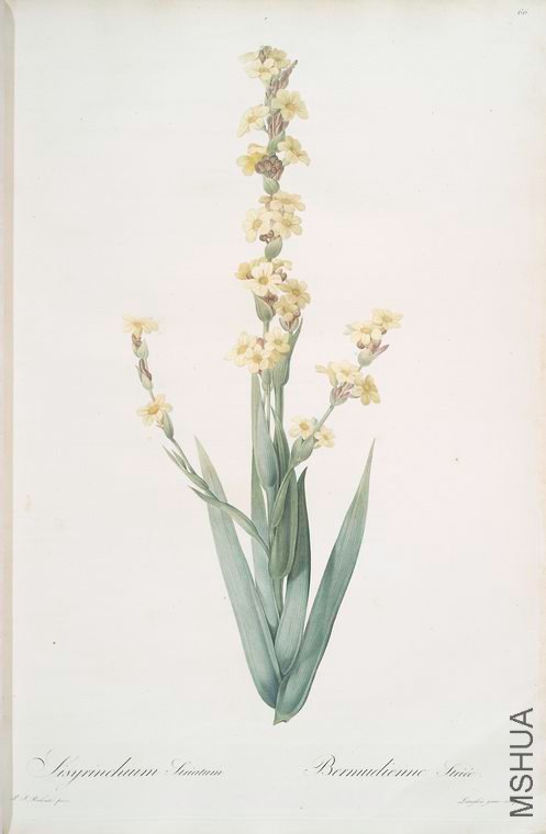 069 Sisyrinchium striatum.jpg