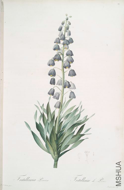 070 Fritillaria persica.jpg