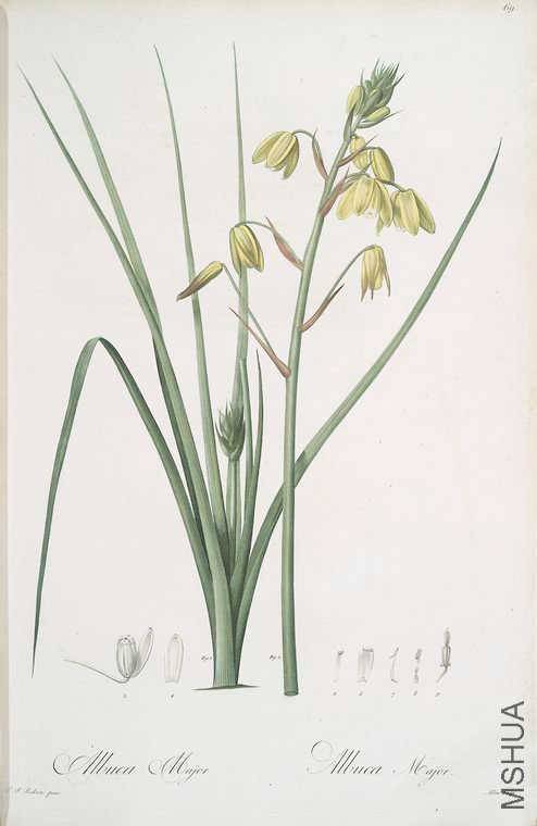 072 Albuca major.jpg