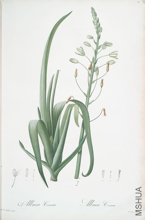 073 Albuca cornuta.jpg