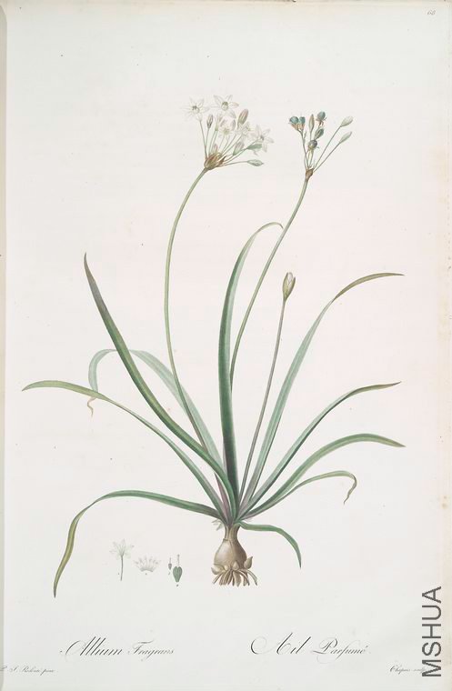 071 Allium fragrans.jpg