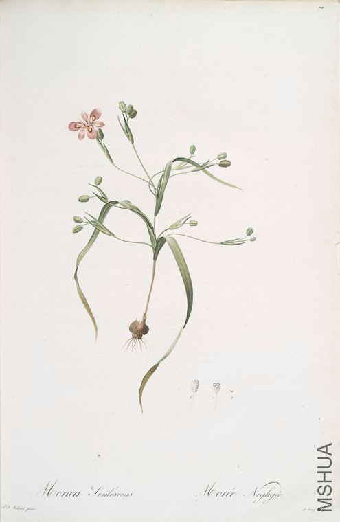 074 Moraea sordescens.jpg