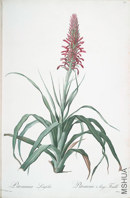 076 Pitcairnia latifolia.jpg