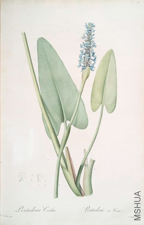 075 Pontederia cordata.jpg