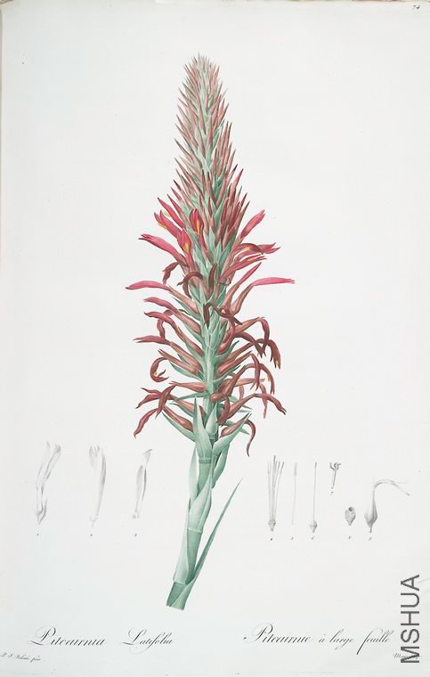 077 Pitcairnia latifolia.jpg