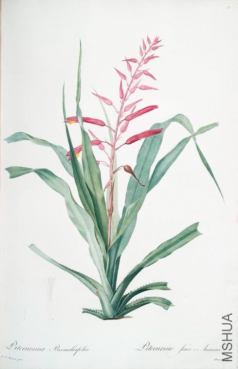 078 Pitcairnia bromeliaefolia.jpg