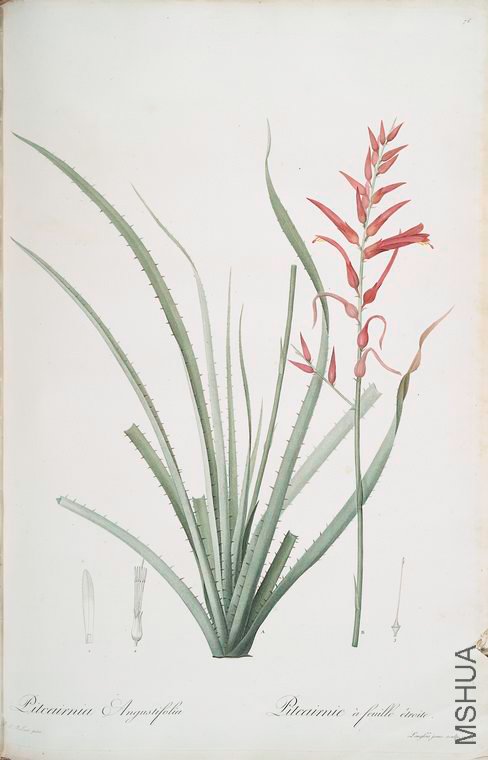 079 Pitcairnia angustifolia.jpg