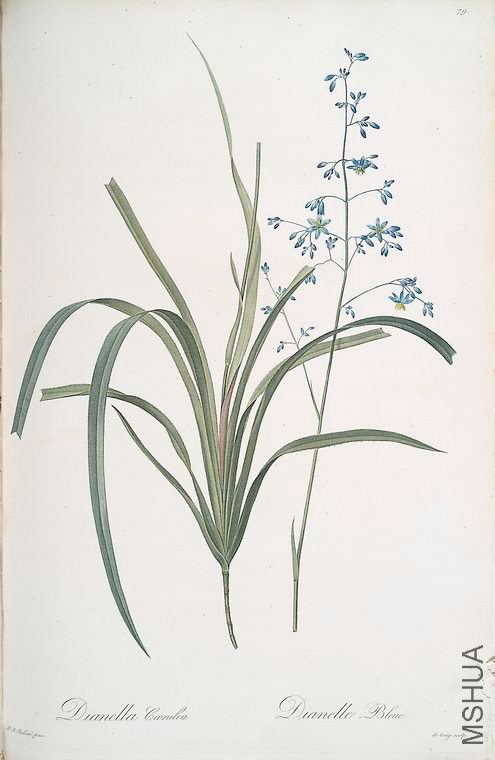 082 Dianella caerulea.jpg