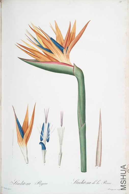 081 Strelitzia Reginae.jpg