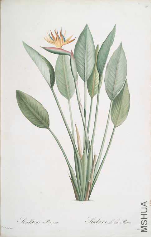 080 Strelitzia Reginae.jpg