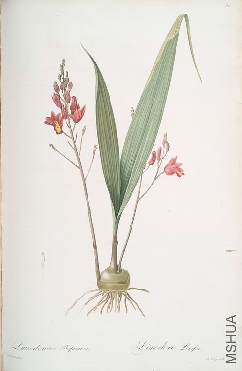 086 Limodorum purpureum.jpg