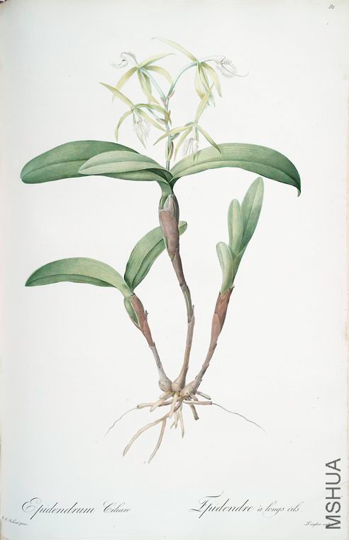 085 Epidendrum ciliare.jpg