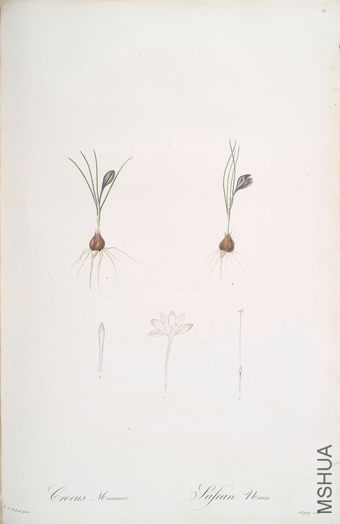 084 Crocus minimus.jpg