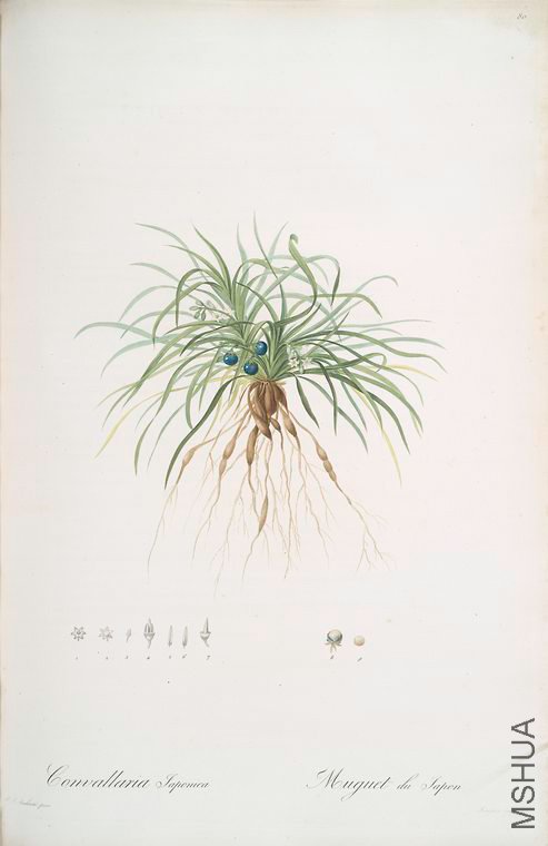 083 Convallaria japonica.jpg