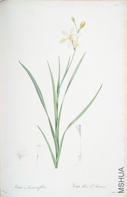 088 Ixia anemonae flora.jpg