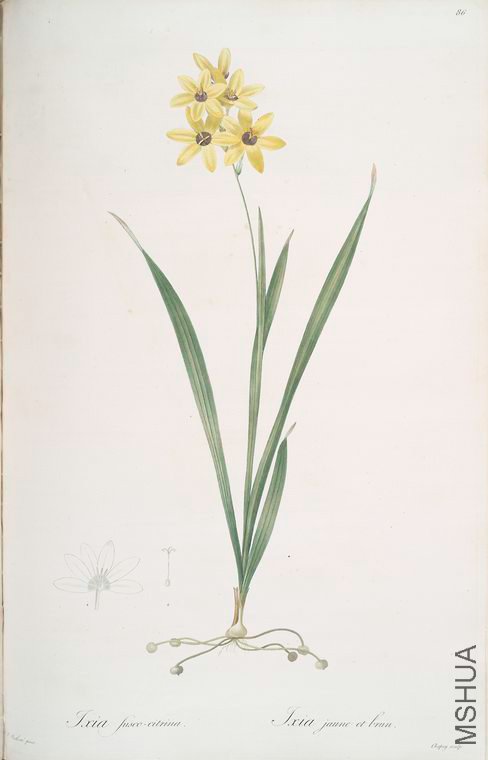 089 Ixia fusco-citrina.jpg