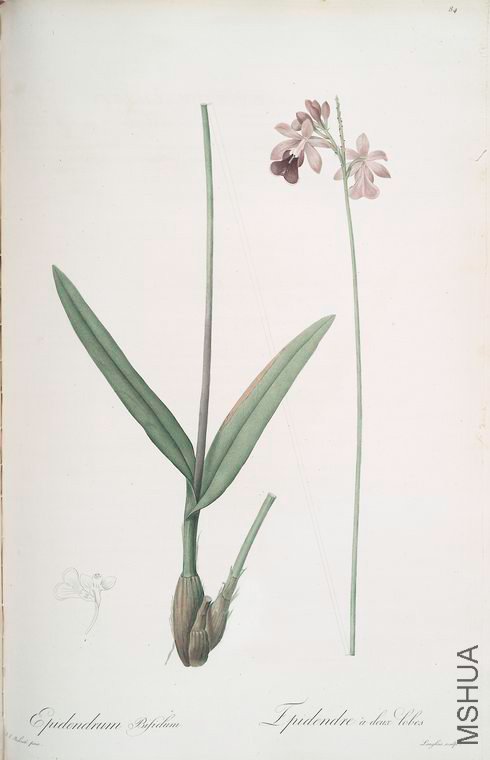087 Epidendrum bifidum.jpg
