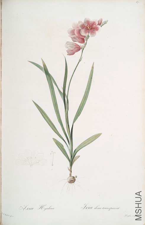 090 Ixia hyalina.jpg