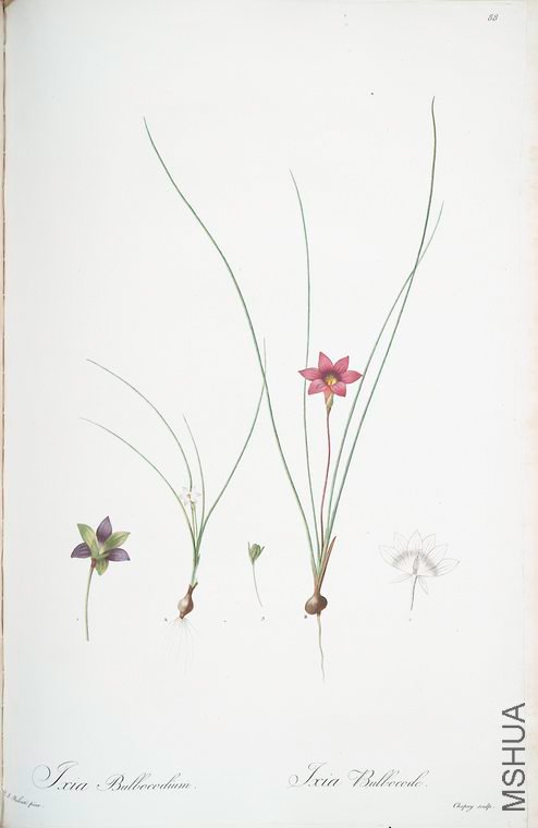 091 Ixia bulbocodium.jpg