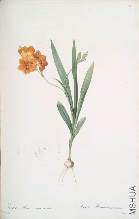 092 Ixia miniata.jpg