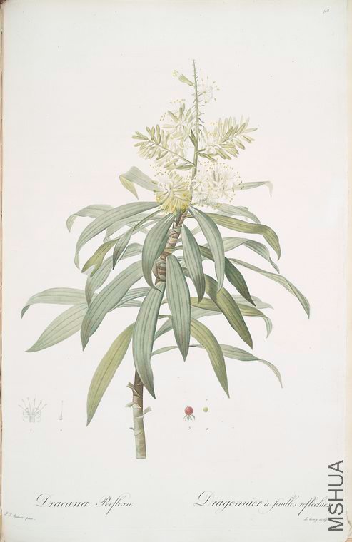 095 Dracoena reflexa.jpg