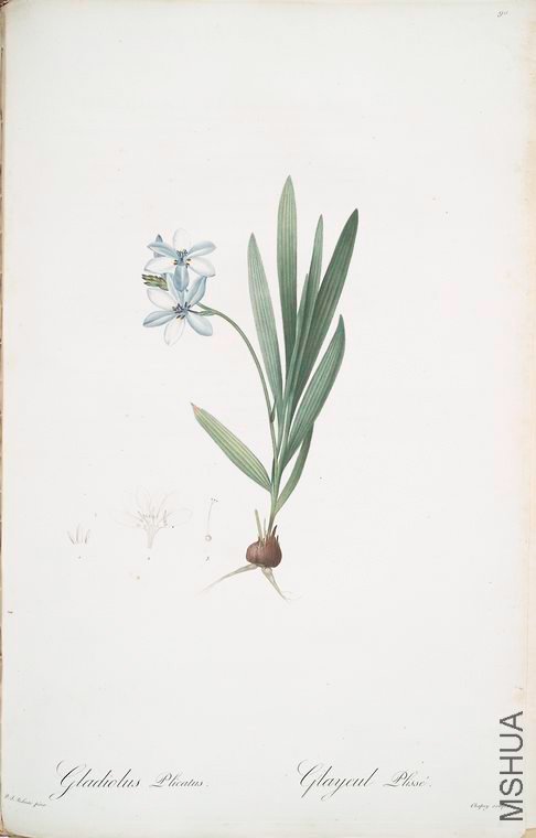 093 Gladiolus plicatus.jpg