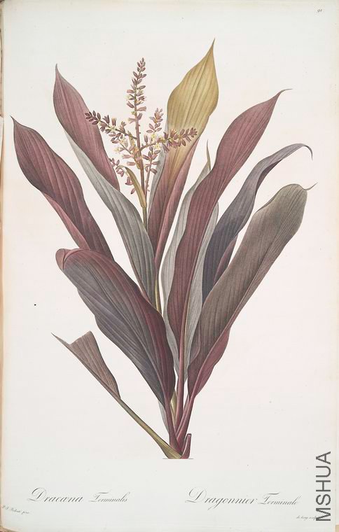 094 Dracoena terminalis.jpg