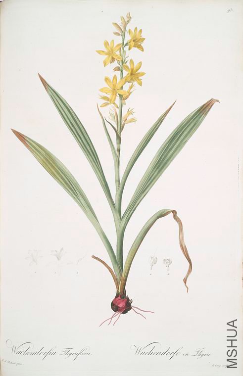096 Wachendorfia thyrsiflora.jpg