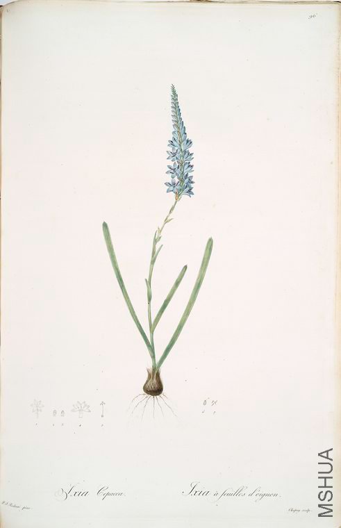 099 Ixia cepacea.jpg