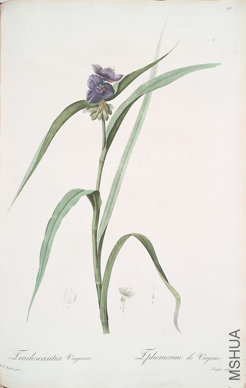 098 Tradescantia virginica.jpg