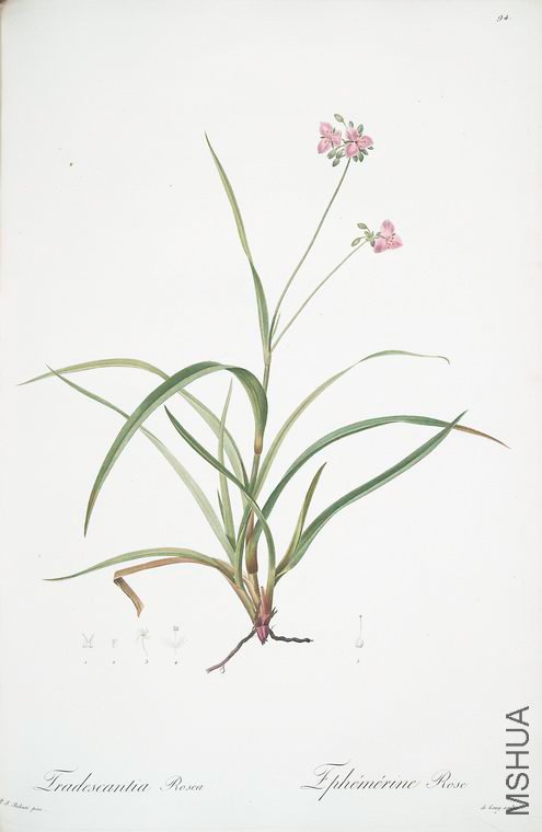 097 Tradescantia rosea.jpg