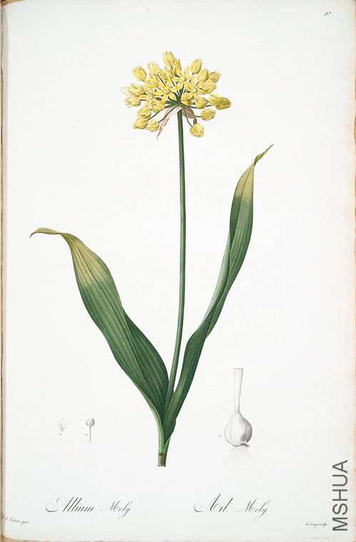 100 Allium Moly.jpg