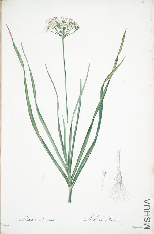 101 Allium tartaricum.jpg