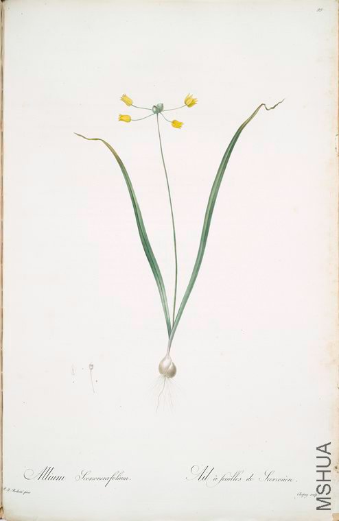 102 Allium scorzoneraefolium.jpg