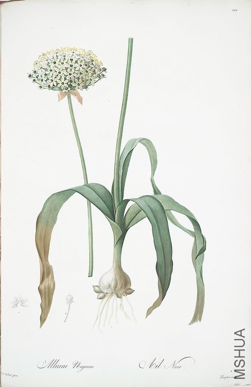 105 Allium nigrum.jpg