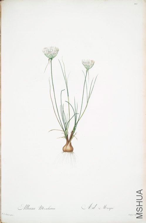 103 Allium moschatum.jpg